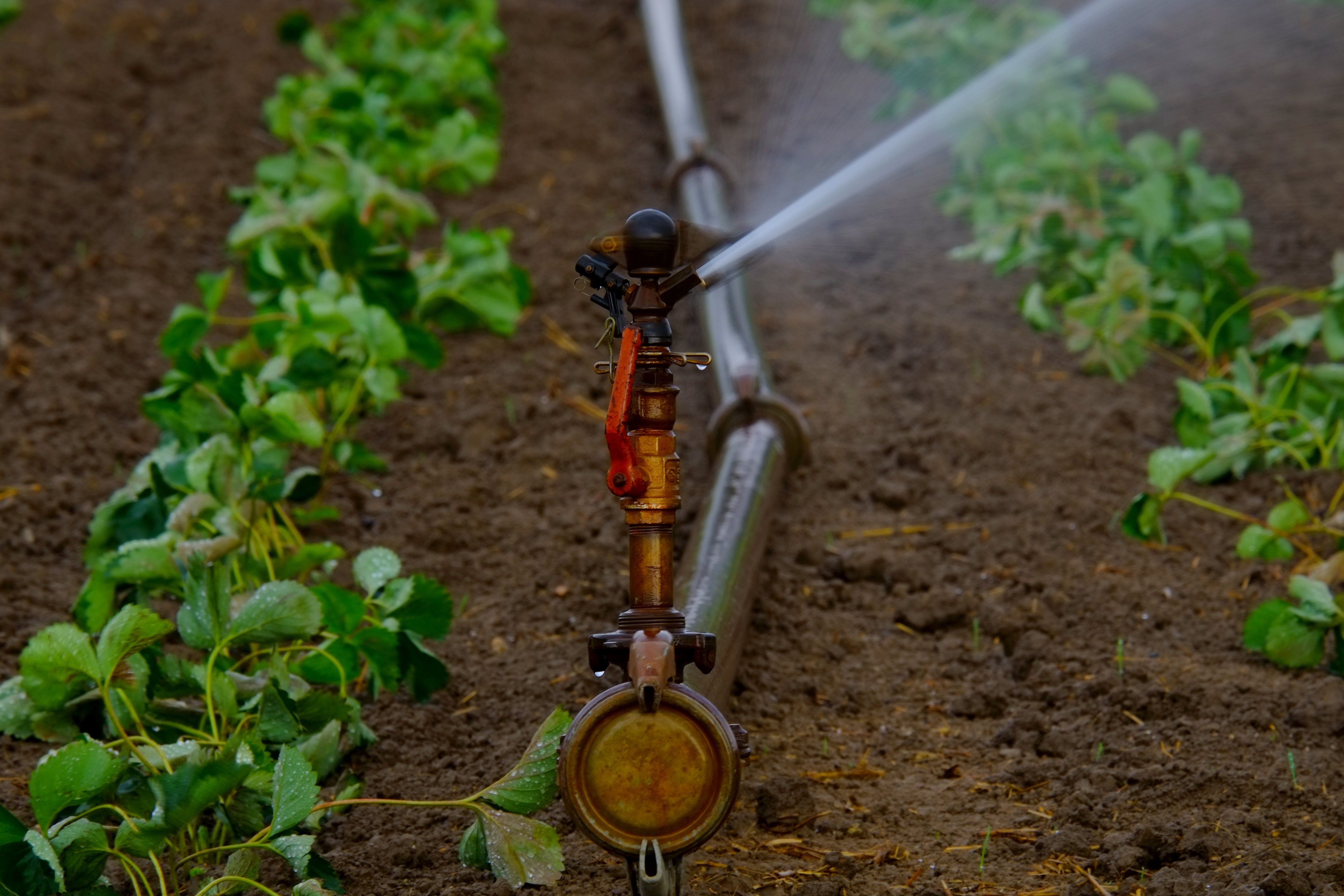 Irrigation Service